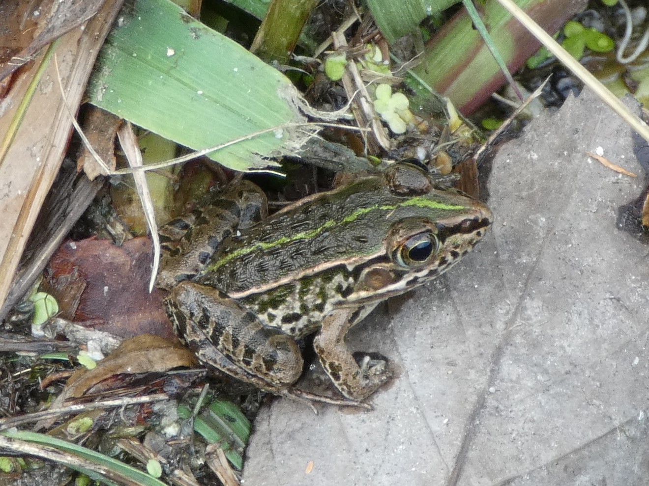 大人しいトノサマガエル